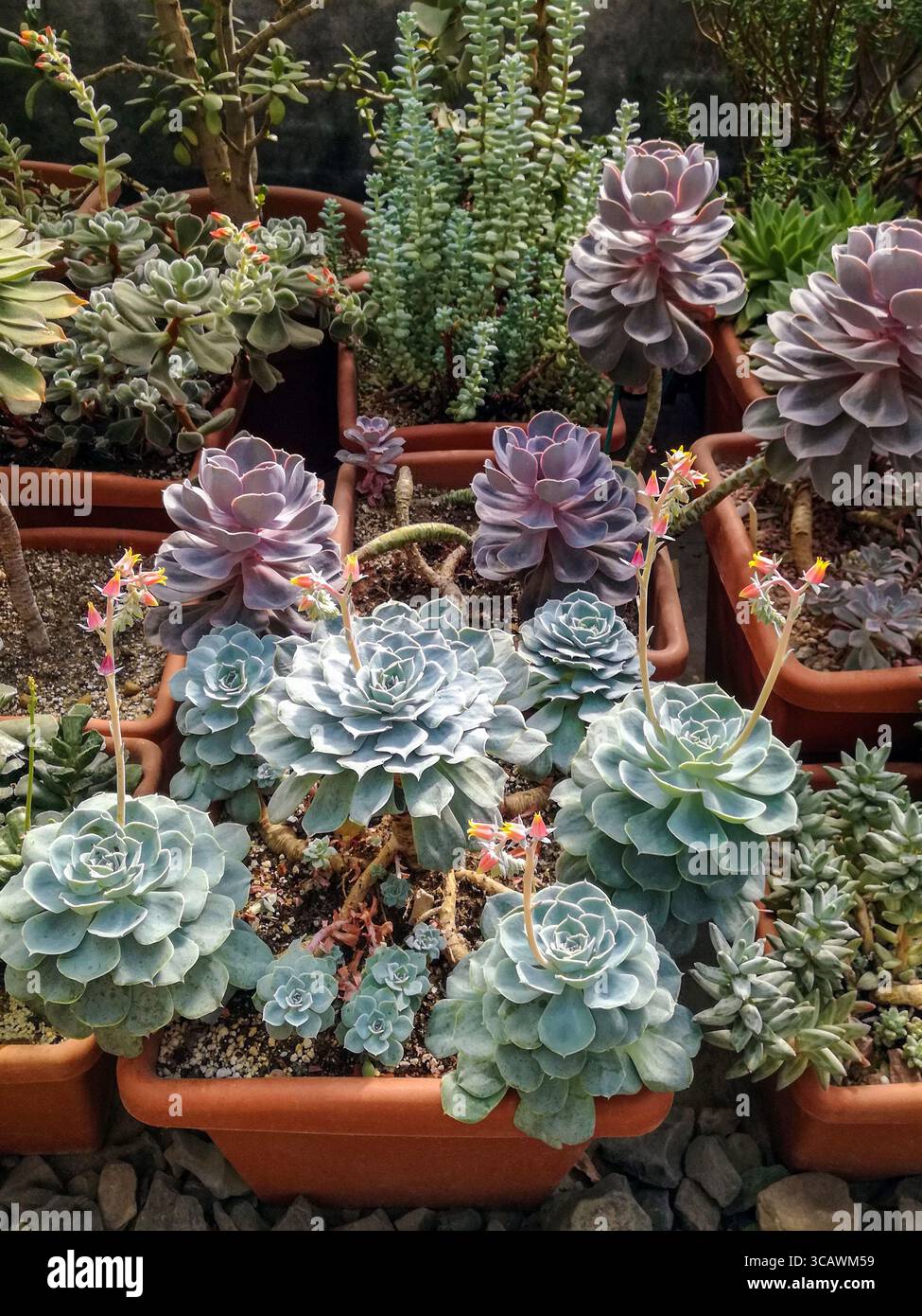 Stone roses succulent plants hi-res stock photography and images - Alamy
