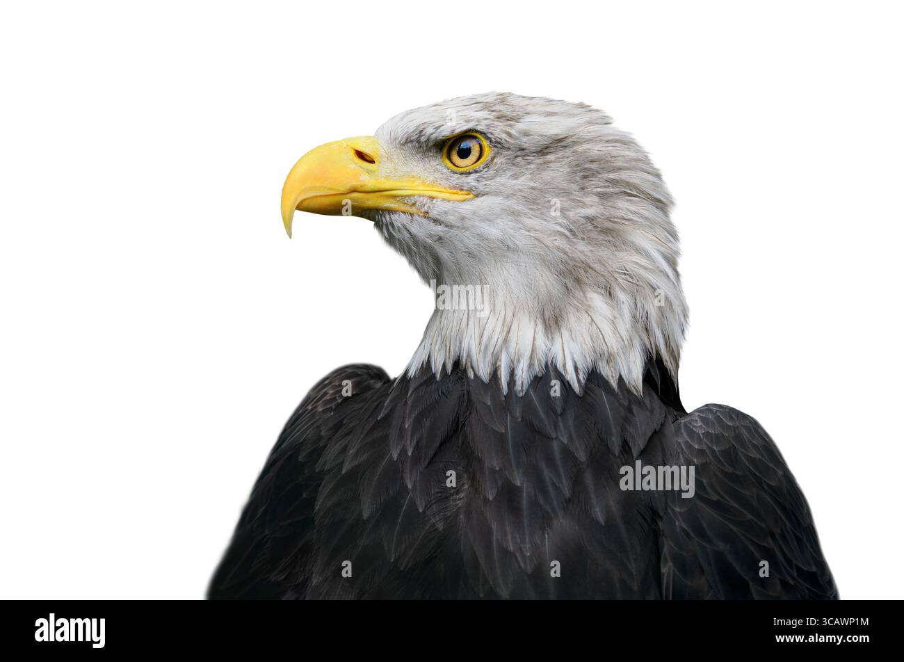portrait american bald eagle isolated on white background Stock Photo