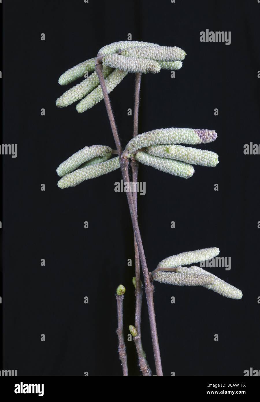 Alder tree seed containers on forest branches. Night macro on a black background Stock Photo