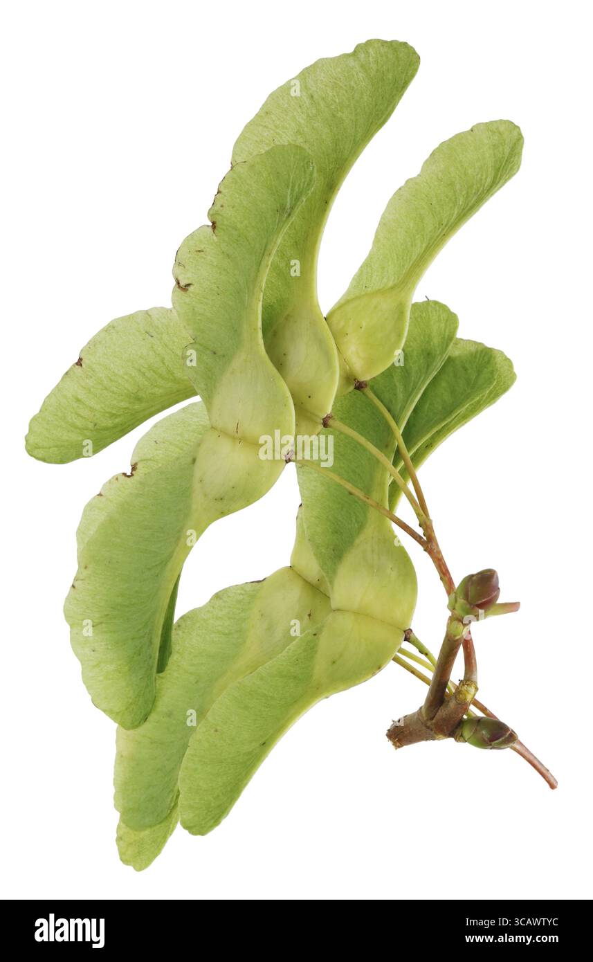 European maple tree ripe seeds (helicopters) the autumn maturation. Isolated on white studio macro shot Stock Photo