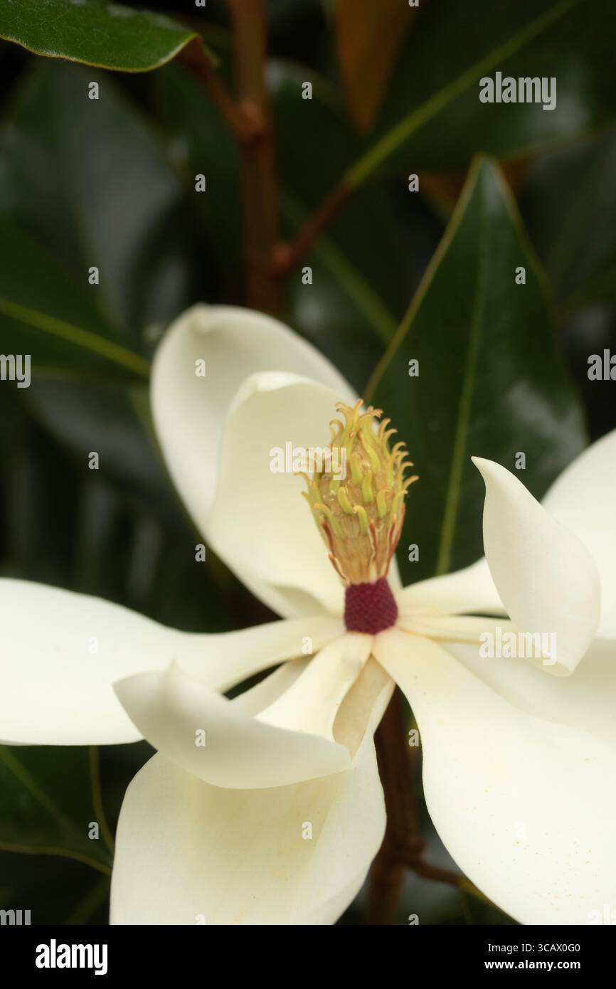Magnolia grandiflora kay parris hi-res stock photography and images - Alamy