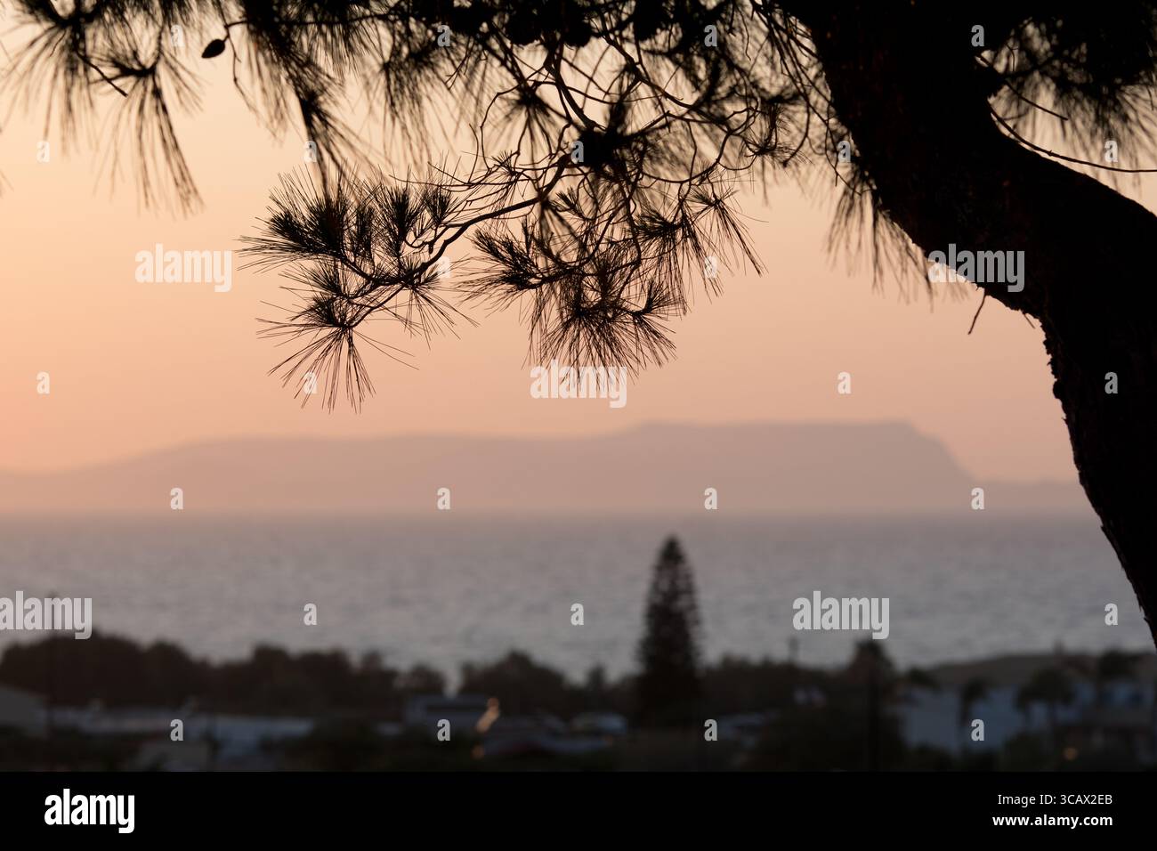 Sunset in Crete. Branch of a conifer tree in front of a headland in Crete. Stock Photo