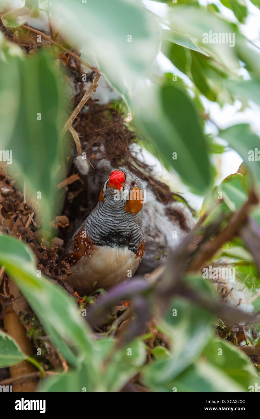 Zebra finch in tree Stock Photo