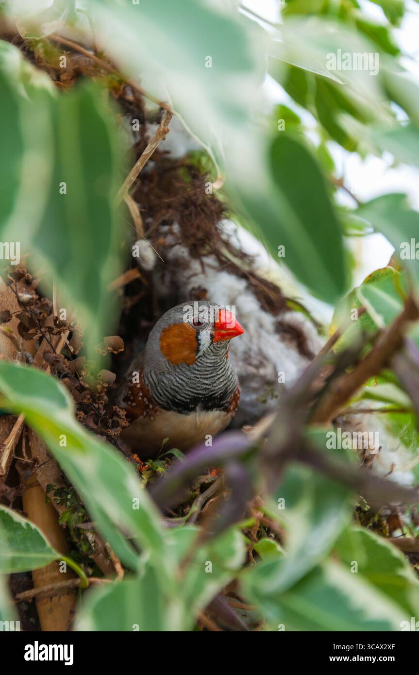 Zebra finch in tree Stock Photo