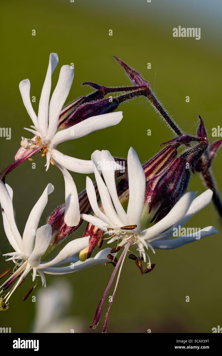 Nottingham catchfly flowering Stock Photo
