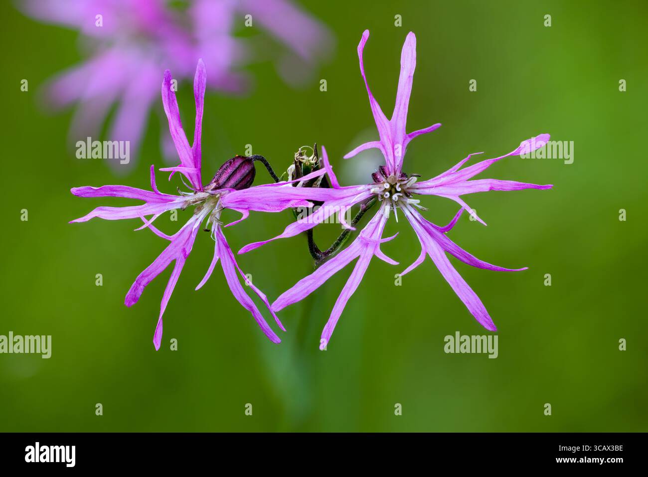 Ragged-robin flowering Stock Photo