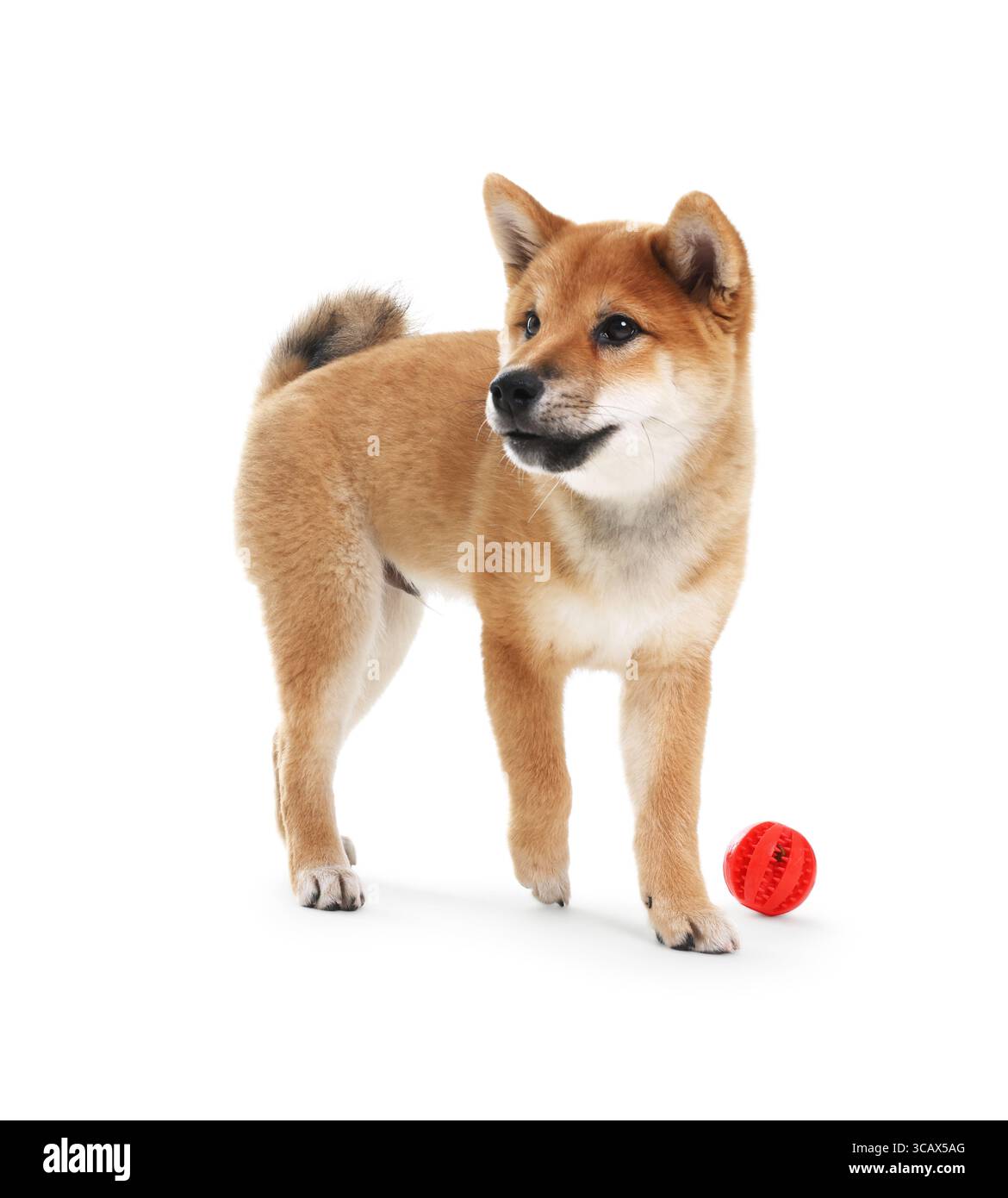 Cute dog on walk Cut Out Stock Images Pictures Alamy