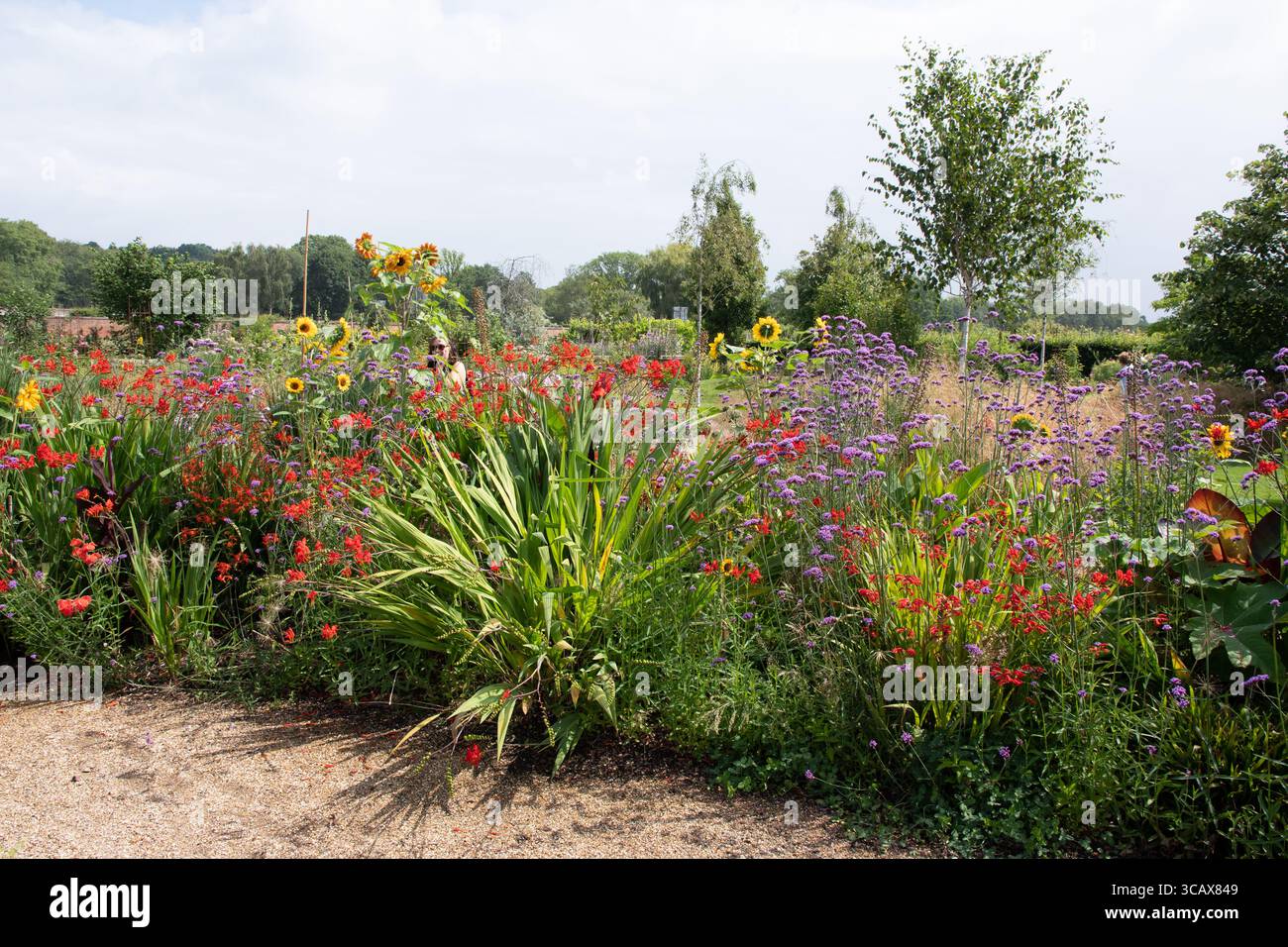 Verbena on a flower bed hi-res stock photography and images - Alamy