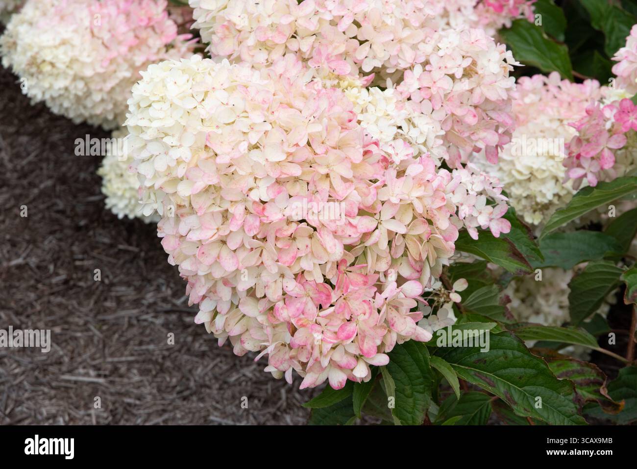 Hydrangea paniculata (Living Raspberry Pink) LC NO10 Stock Photo