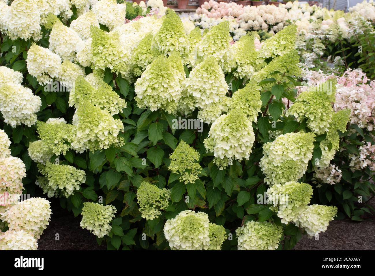 Ayollarning yalangoch tanasi