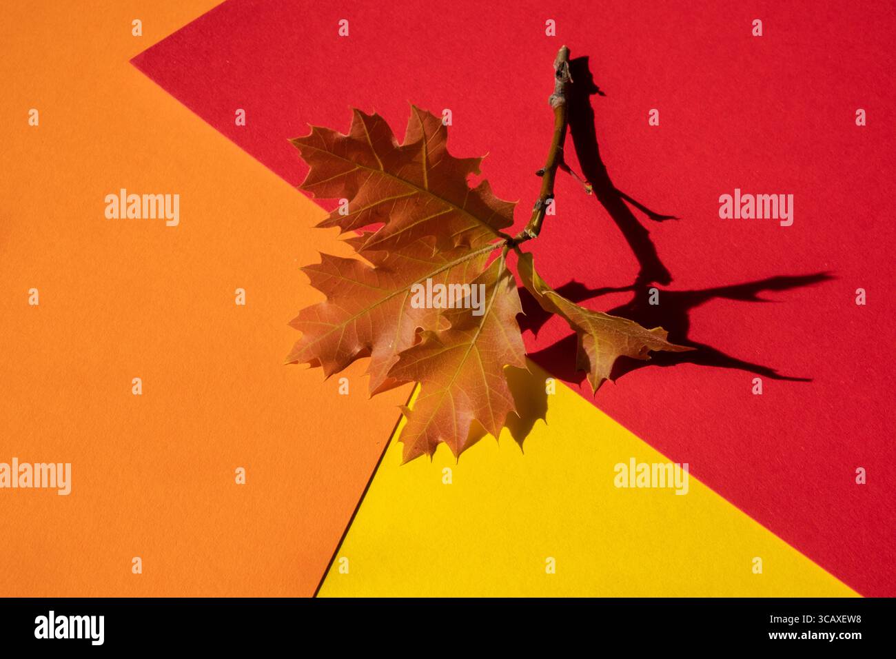 Autumn background. Acorns on an orange background Stock Photo