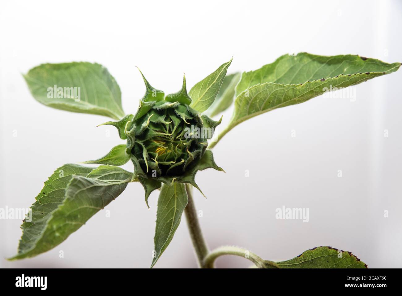 Studio image of a sunflower bud, white background. Stock Photo