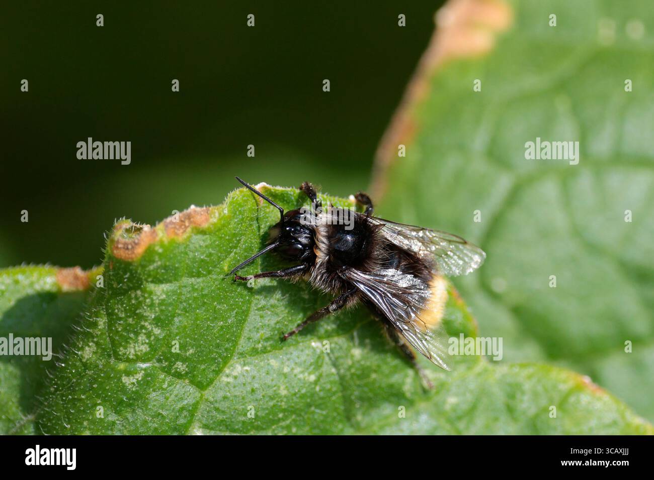 Black bee like insect on crinkly broad leaf yellow buff tip to abdomen blonde and black hairs on black thorax black eyes head antennae and legs Stock Photo