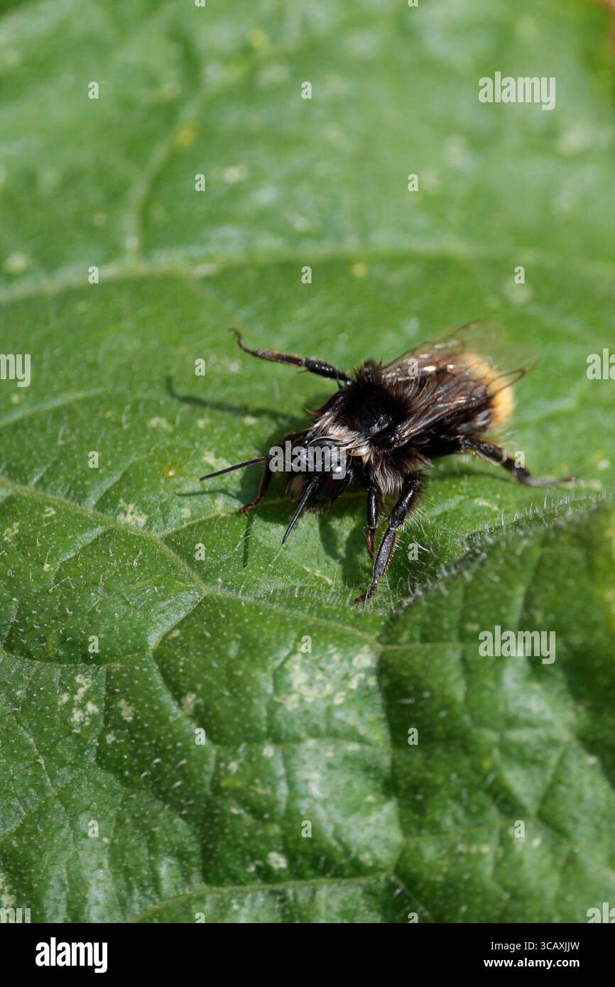 Black bee like insect on crinkly broad leaf yellow buff tip to abdomen blonde and black hairs on black thorax black eyes head antennae and legs Stock Photo