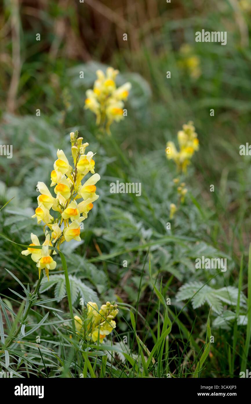 Creamy yellow centres hi-res stock photography and images - Alamy