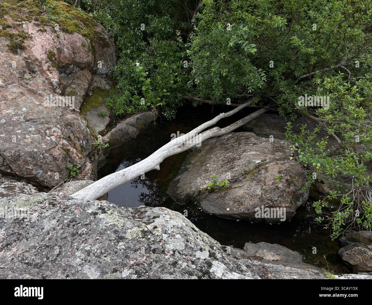 A fallen log on rocks with water below. - Smartphone Captured Stock Image