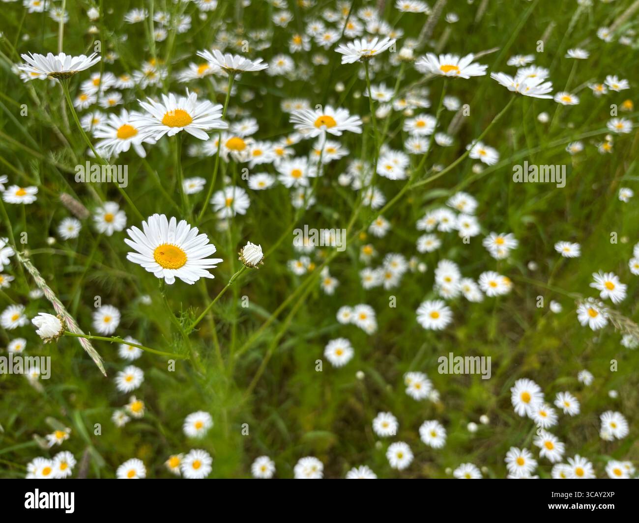 Wild chamomile growing on a field in Southwest Finland - Smartphone Captured Stock Image