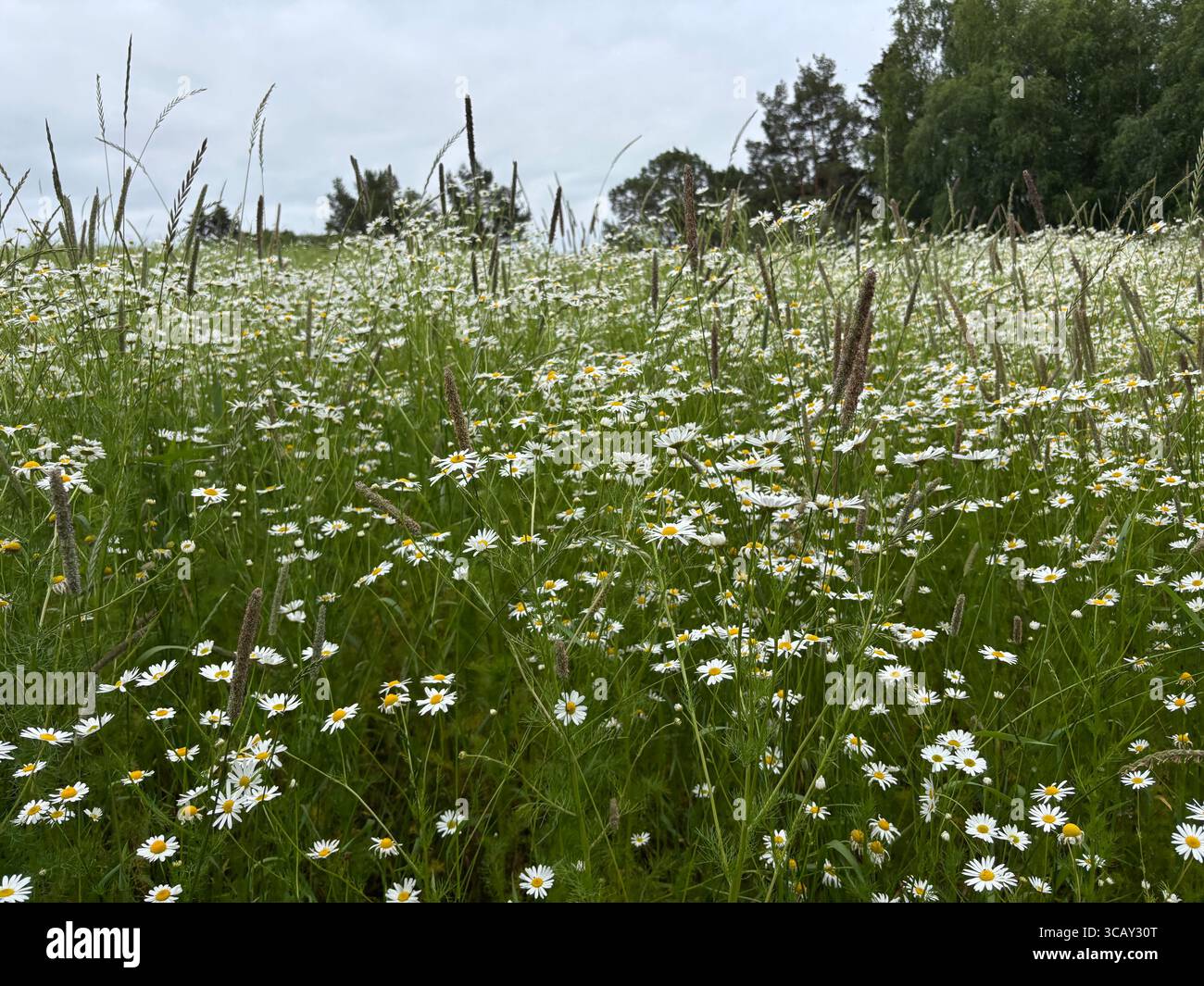 Wild chamomile growing on a hay field in Southwest Finland - Smartphone Captured Stock Image