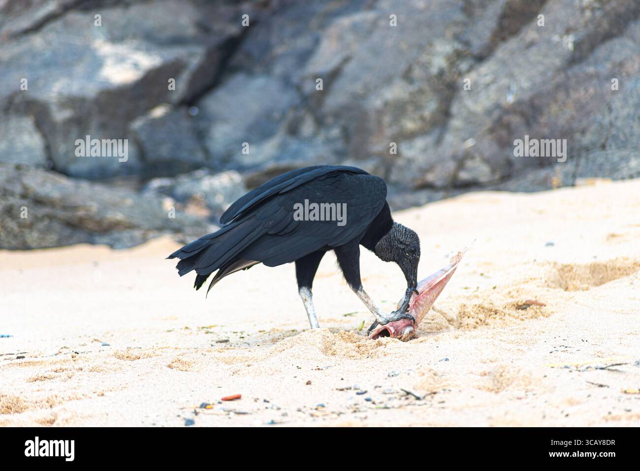 A black vulture on the sand of a beach eating a dead fish. Wild animal ...