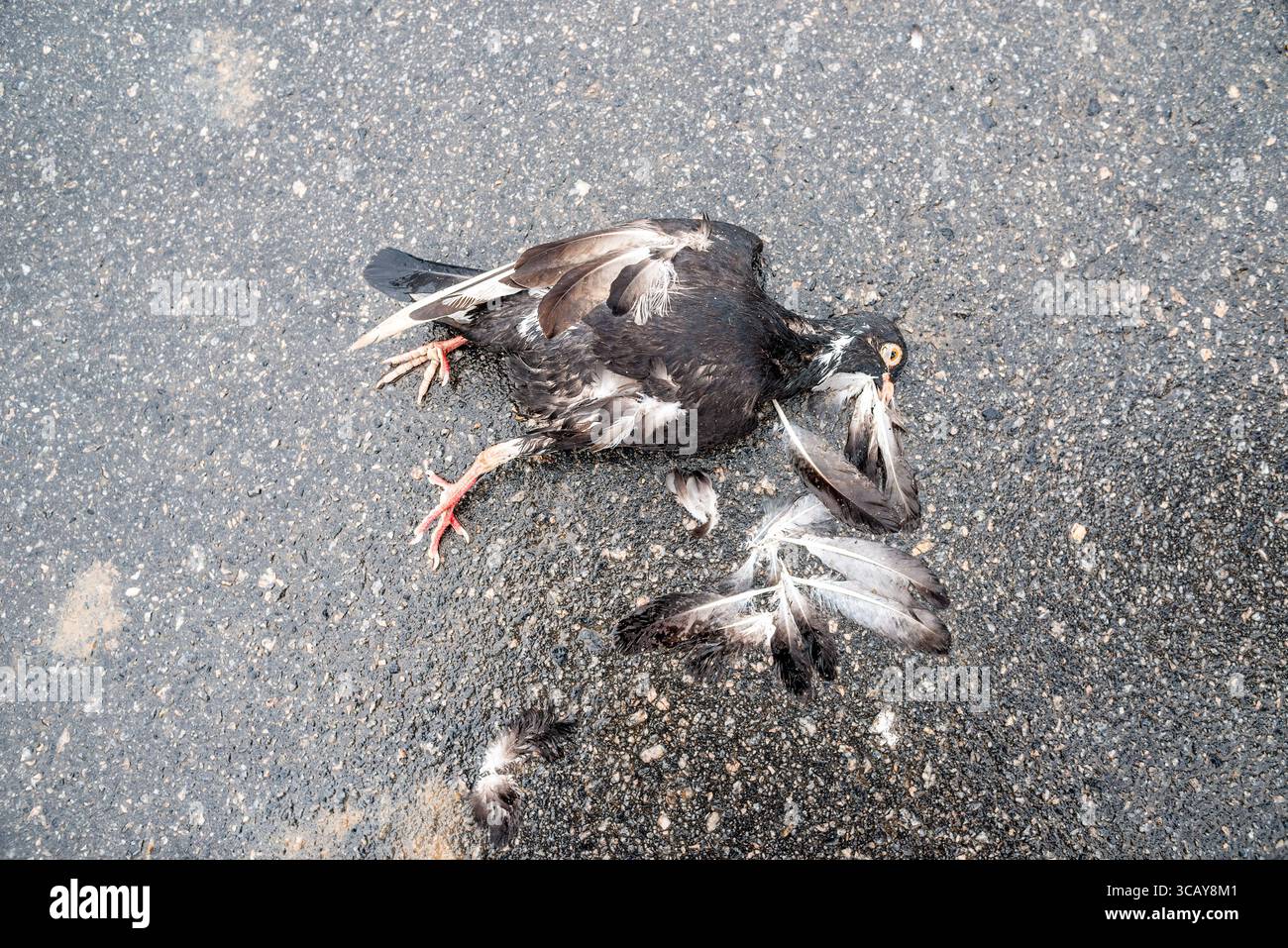 Dead bird pigeon hi-res stock photography and images - Alamy