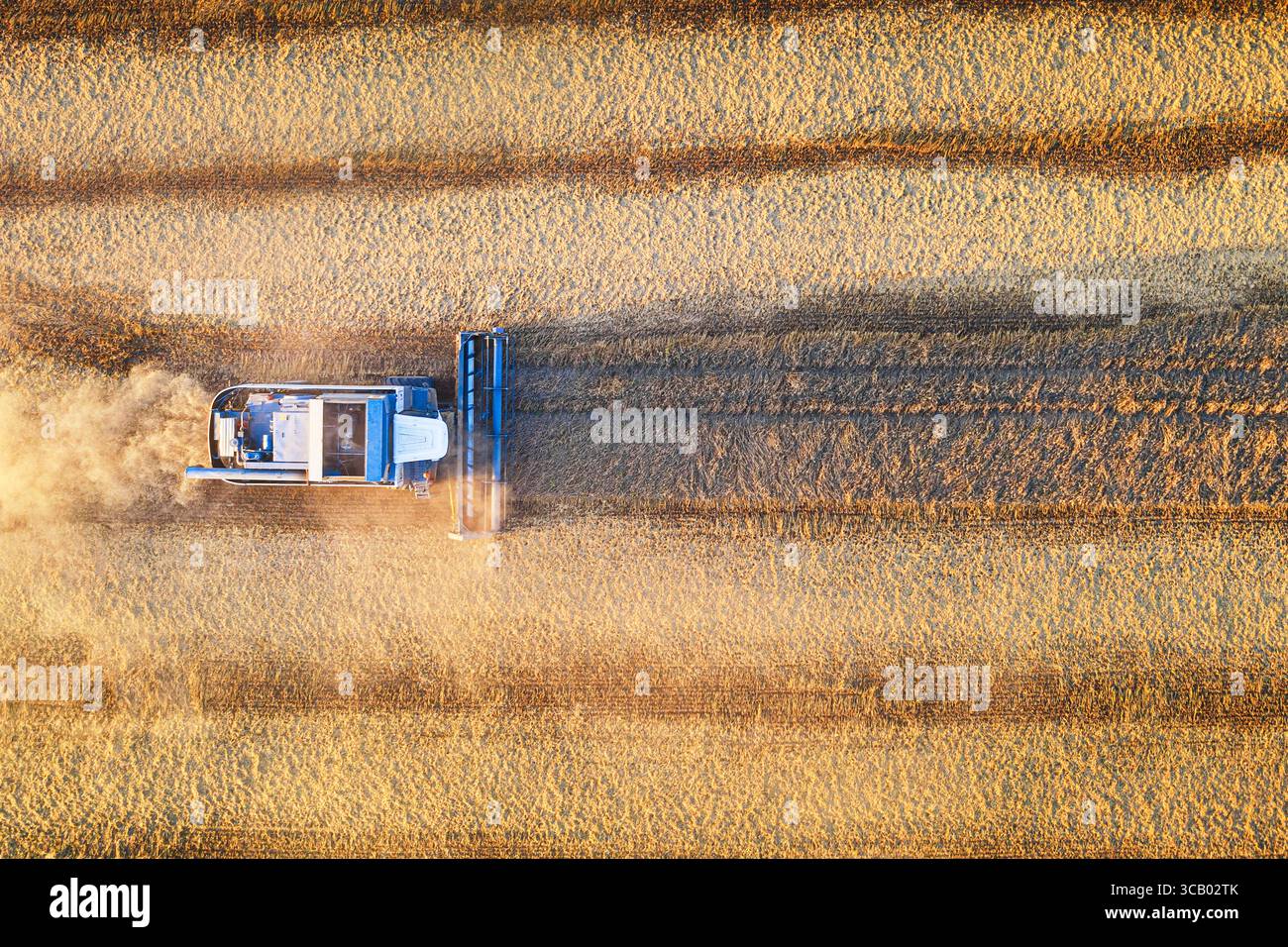 Aerial drone view of combine harverster on the harvest field ...