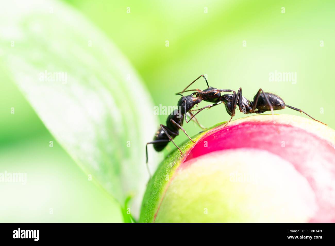 Two ants on a pink peony bud Stock Photo