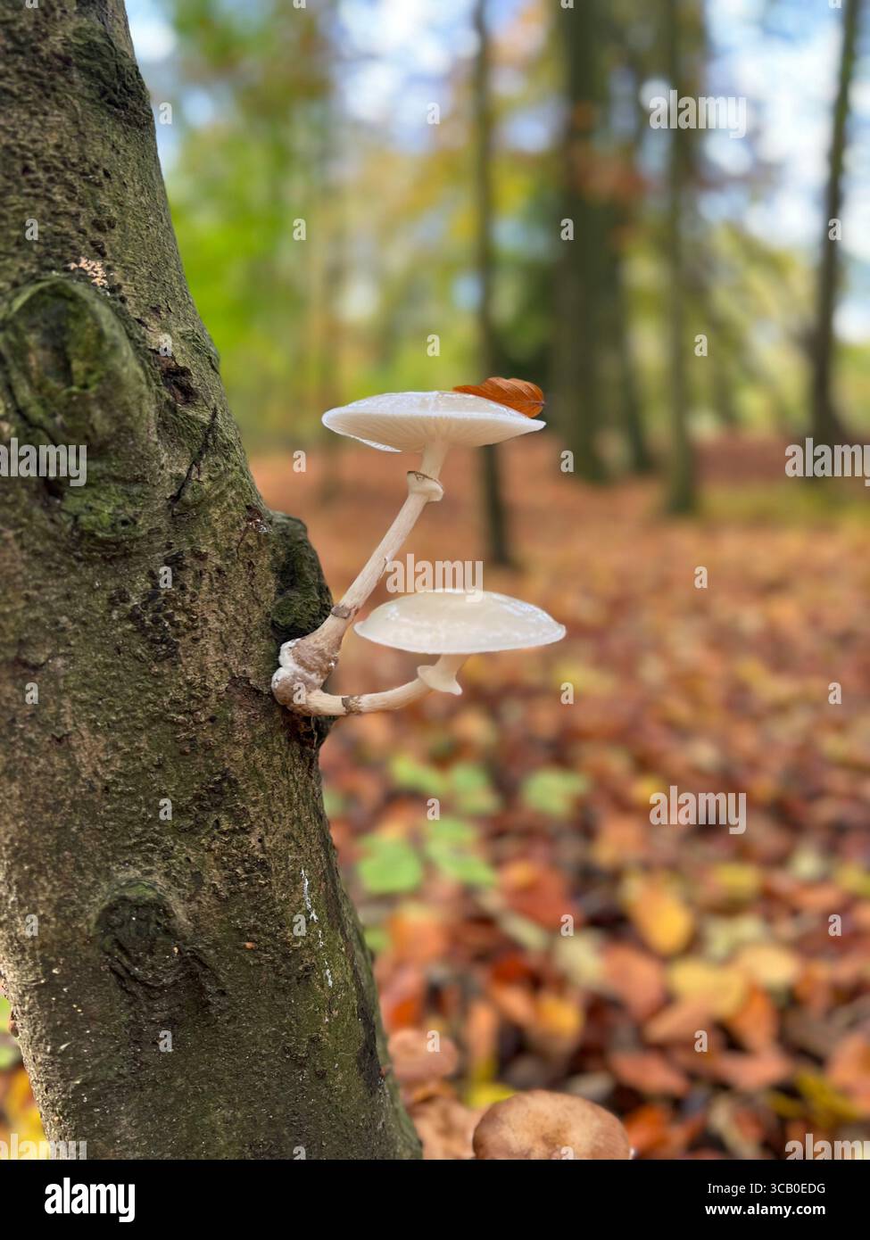 White Mushrooms growing on a tree bark in the forest - Smartphone Captured Stock Image