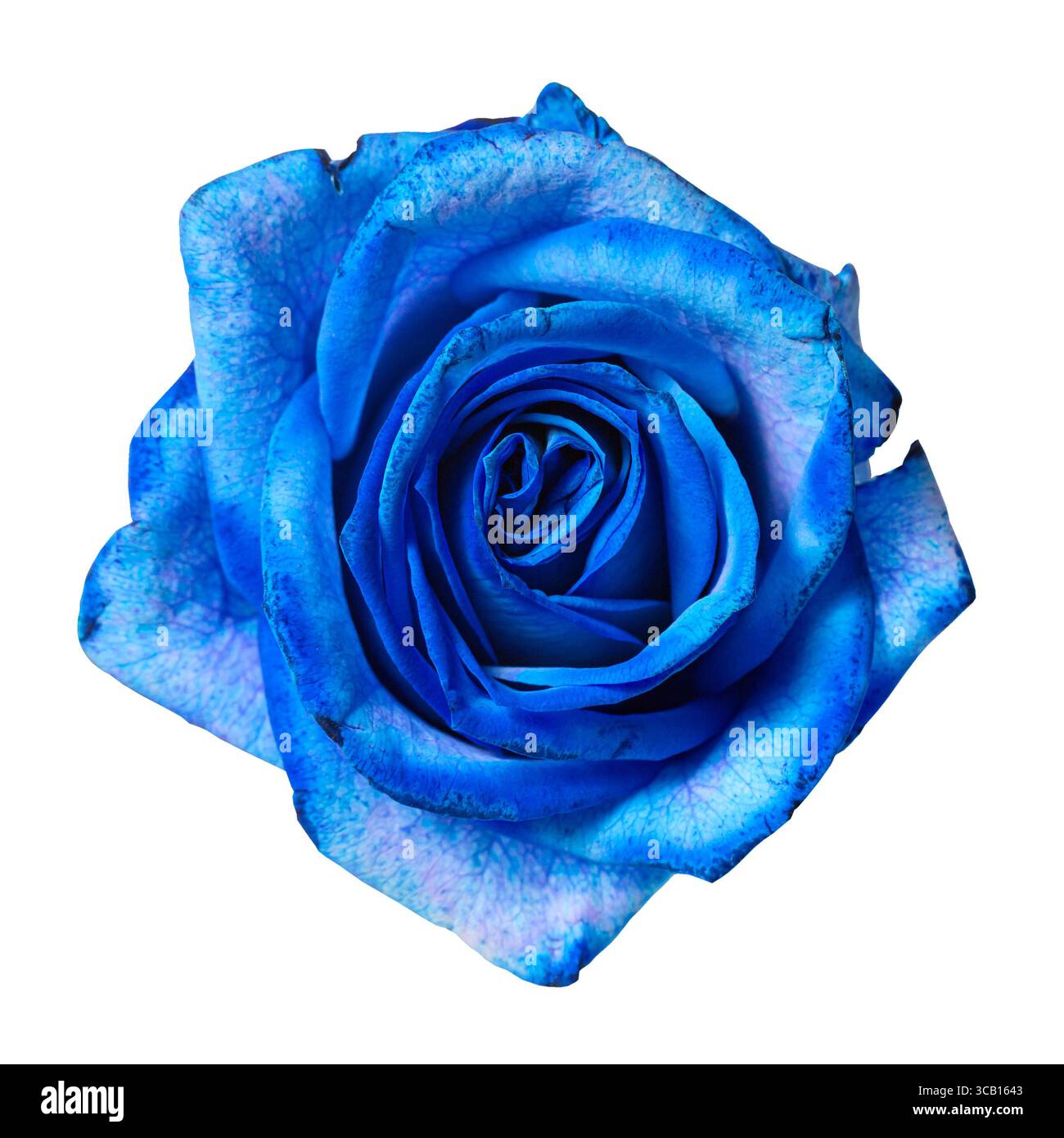 Beautiful blue rose bud isolated on white background Stock Photo - Alamy