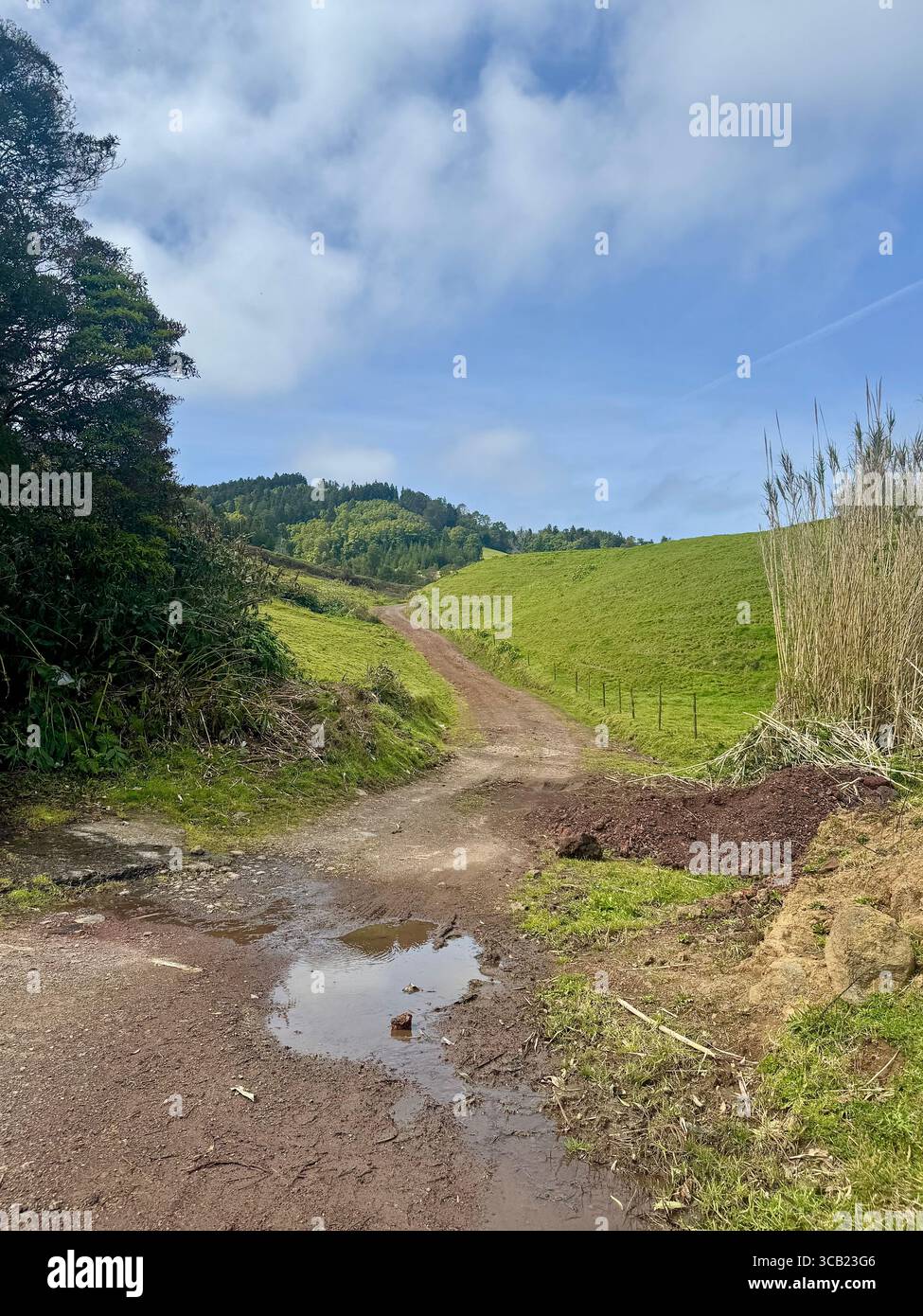 Scenic hiking trails in the Azores featuring coastal views, forest paths, and lush green landscapes under clear skies. - Smartphone Captured Stock Image
