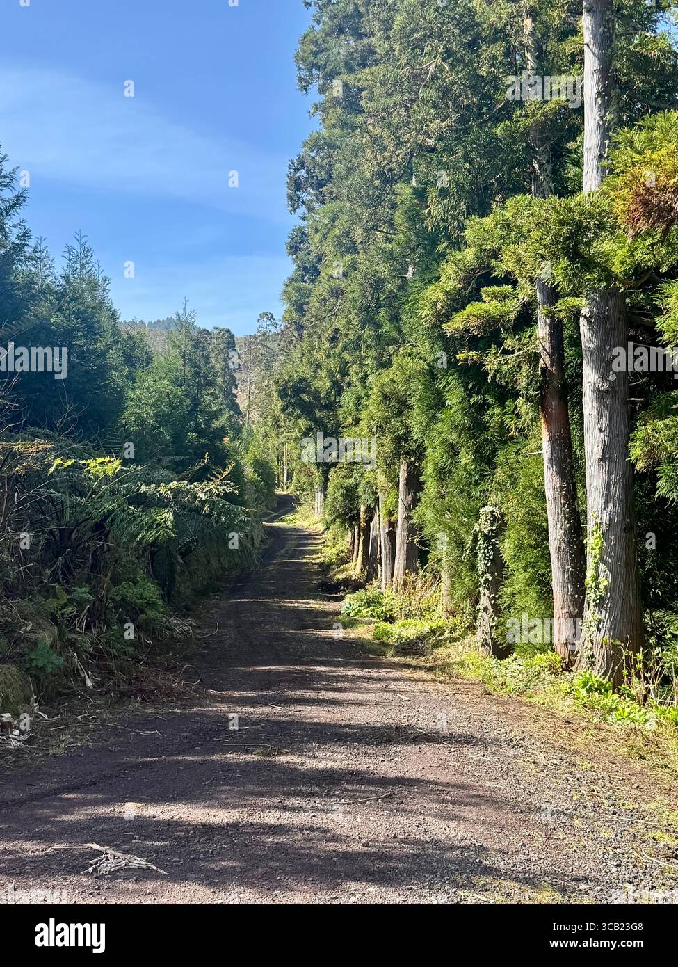 Scenic hiking trails in the Azores featuring coastal views, forest paths, and lush green landscapes under clear skies. - Smartphone Captured Stock Image
