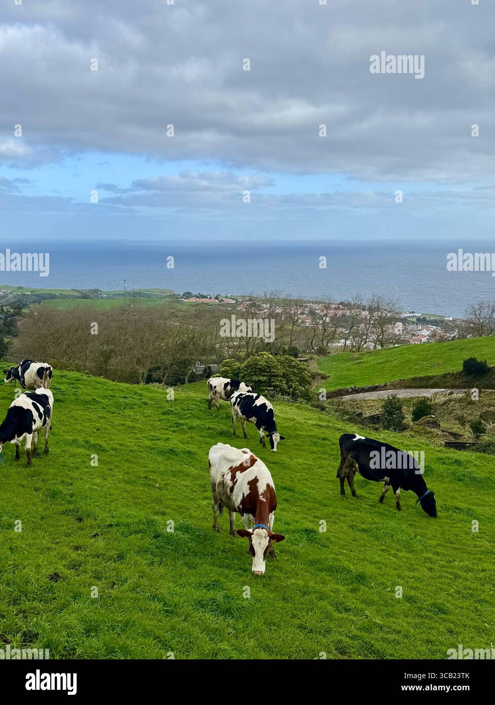 Cows grazing in green meadows overlooking the Atlantic Ocean in the Azores, Portugal. - Smartphone Captured Stock Image