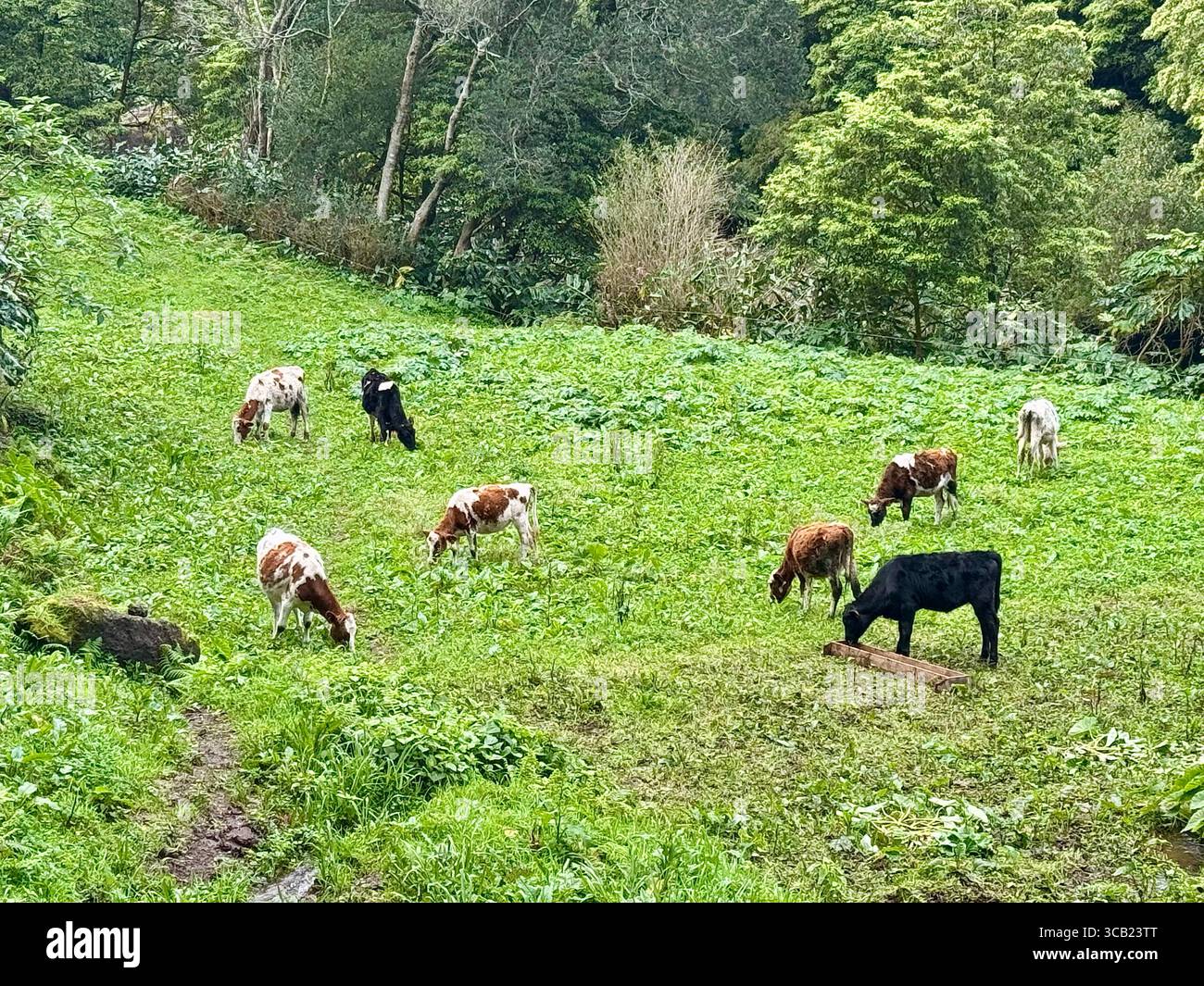 Cows grazing in green meadows overlooking the Atlantic Ocean in the Azores, Portugal. - Smartphone Captured Stock Image