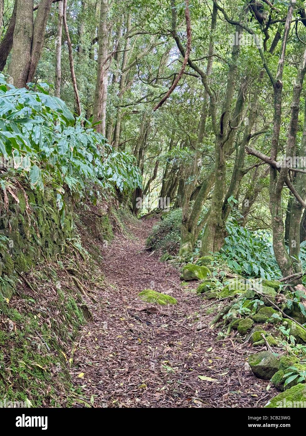 Lush forest hiking trails on São Miguel Island, Azores, surrounded by dense vegetation and natural beauty. - Smartphone Captured Stock Image
