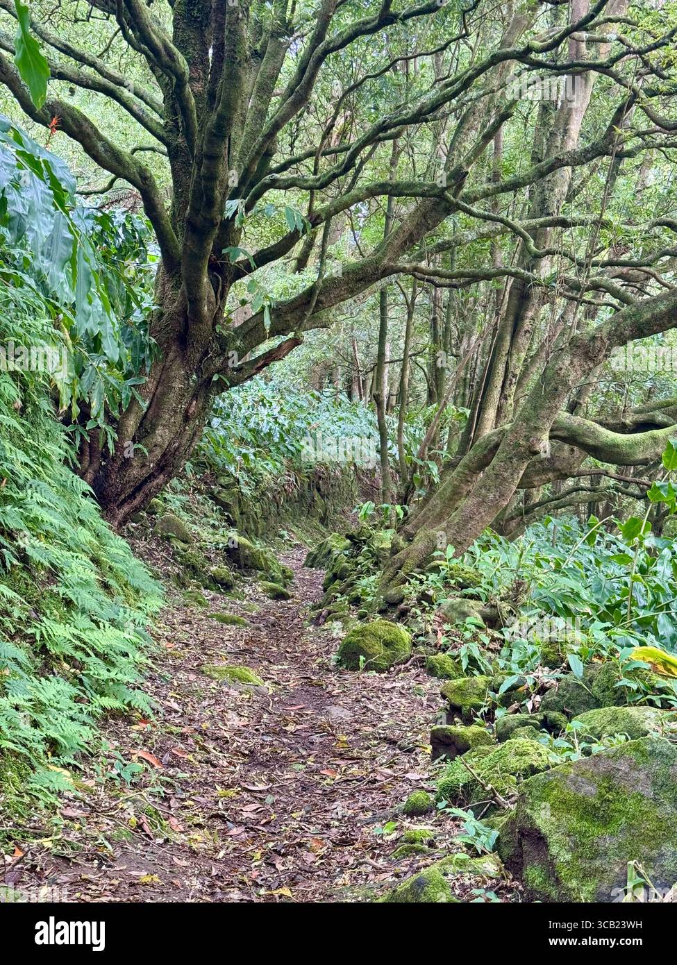 Lush forest hiking trails on São Miguel Island, Azores, surrounded by dense vegetation and natural beauty. - Smartphone Captured Stock Image