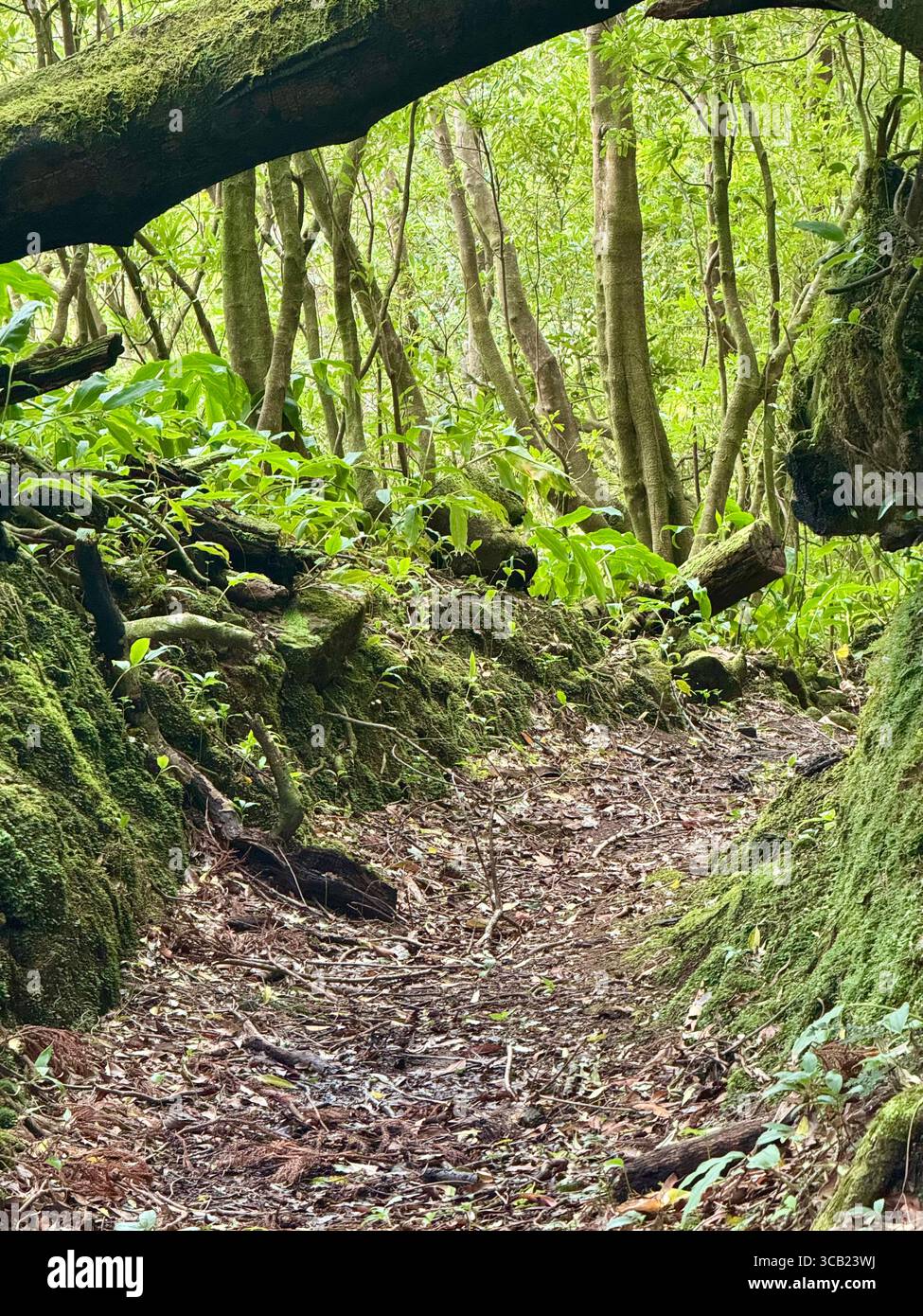 Lush forest hiking trails on São Miguel Island, Azores, surrounded by dense vegetation and natural beauty. - Smartphone Captured Stock Image