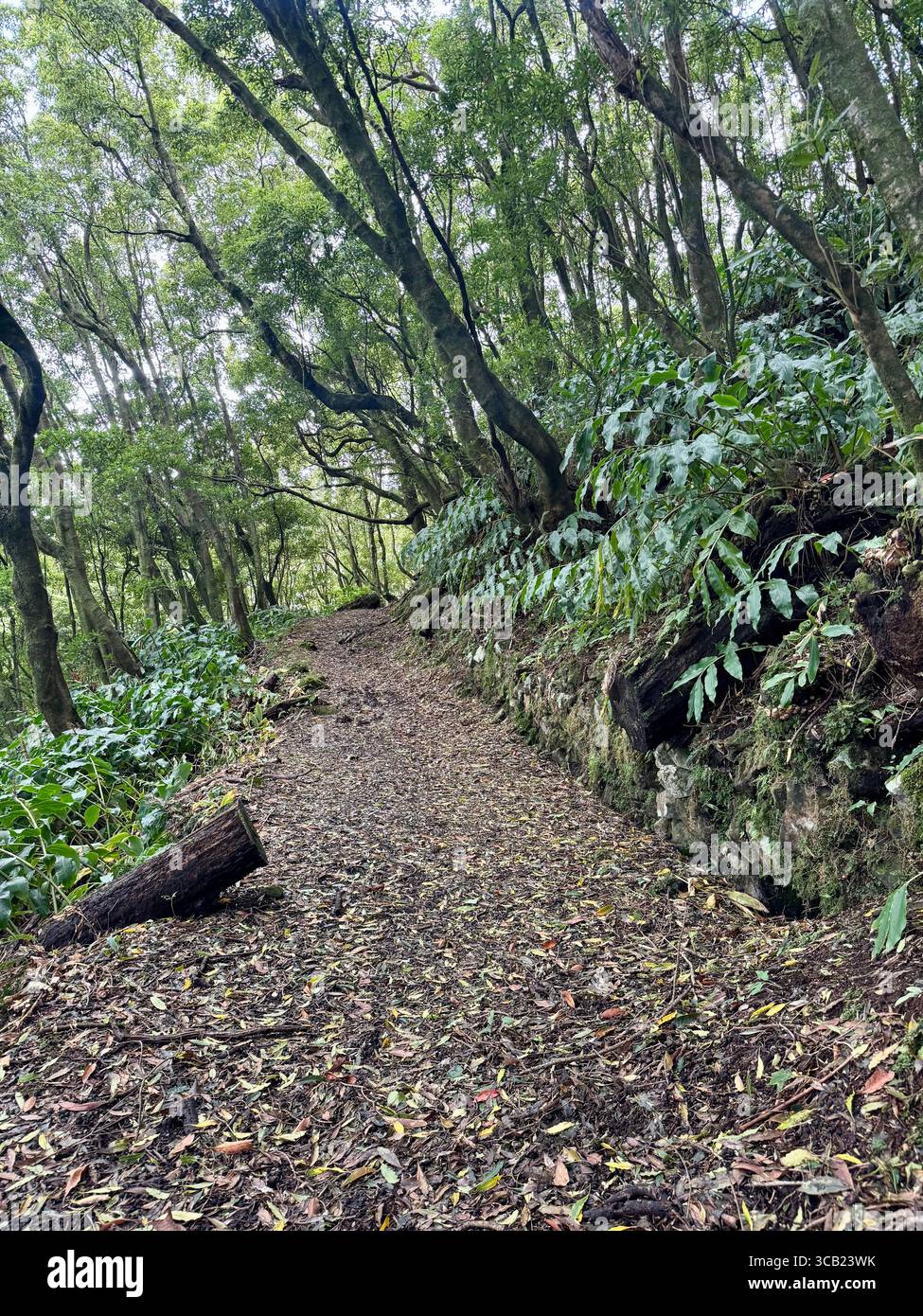 Lush forest hiking trails on São Miguel Island, Azores, surrounded by dense vegetation and natural beauty. - Smartphone Captured Stock Image