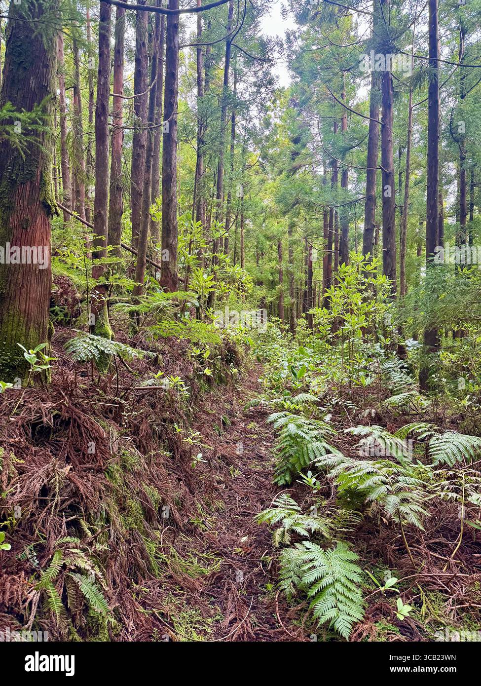Lush forest hiking trails on São Miguel Island, Azores, surrounded by dense vegetation and natural beauty. - Smartphone Captured Stock Image