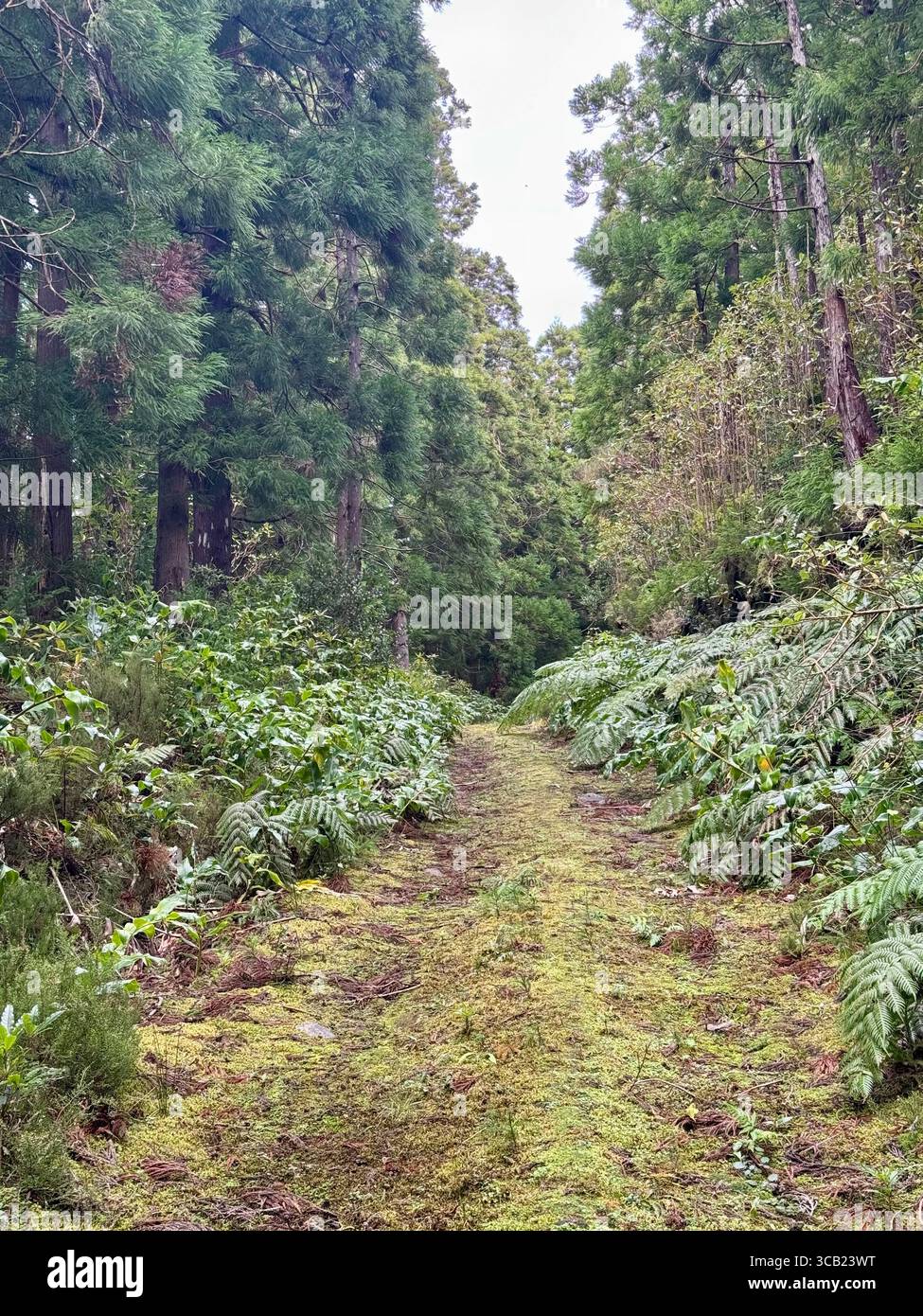 Lush forest hiking trails on São Miguel Island, Azores, surrounded by dense vegetation and natural beauty. - Smartphone Captured Stock Image