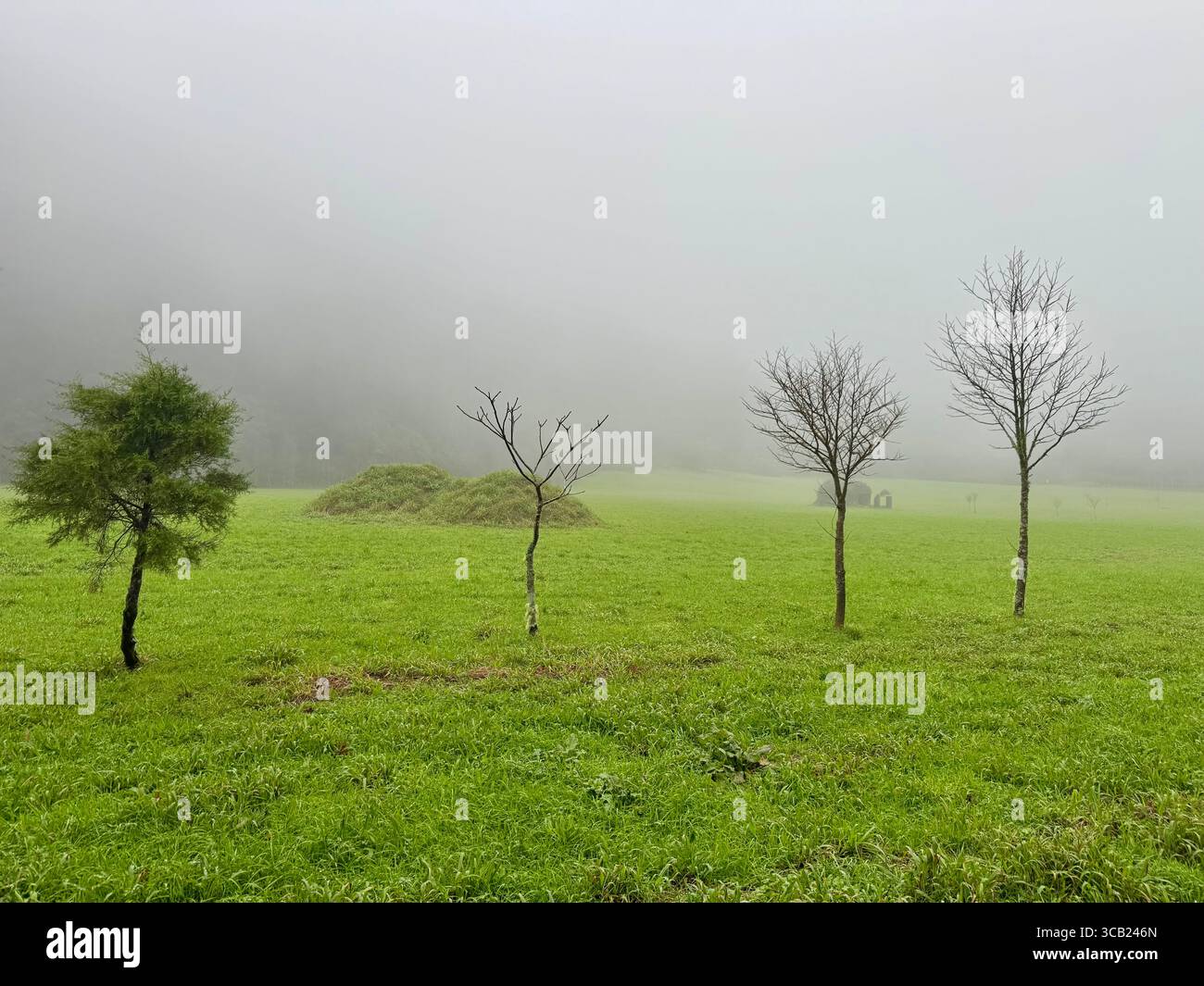 Misty green landscape with sparse trees on a hiking trail in Furnas Valley, Azores, Portugal. - Smartphone Captured Stock Image
