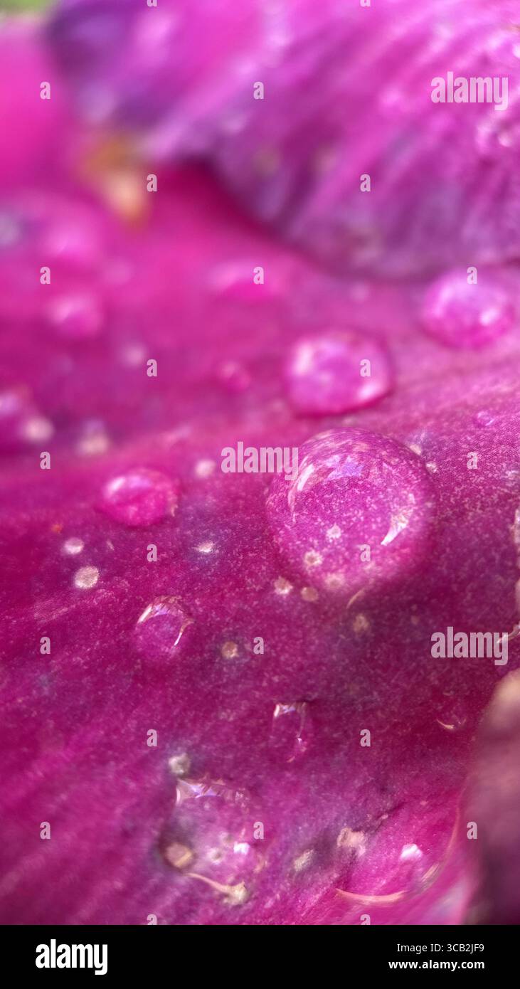 A close up of water droplets in the morning. Macro photography - Smartphone Captured Stock Image