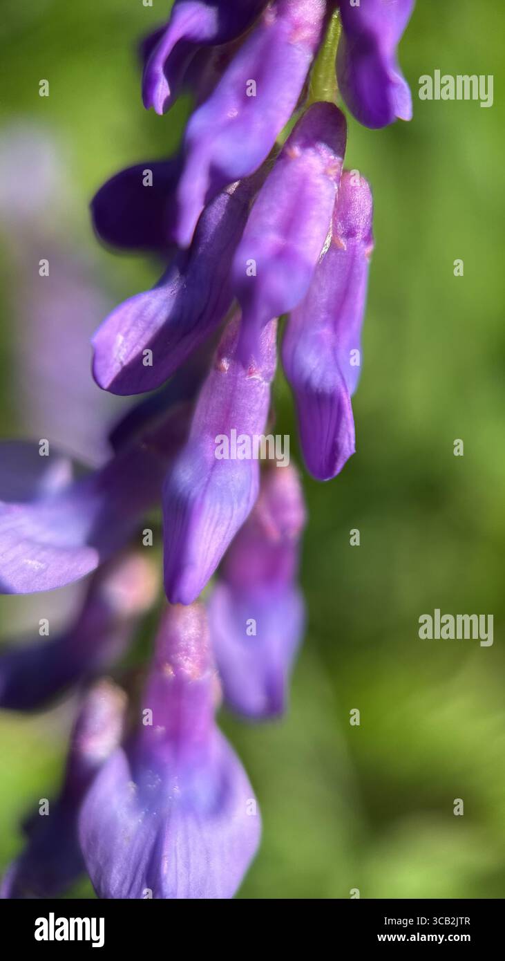 A close up of Vicia cracca purple flowers. Wildlife macro photography - Smartphone Captured Stock Image