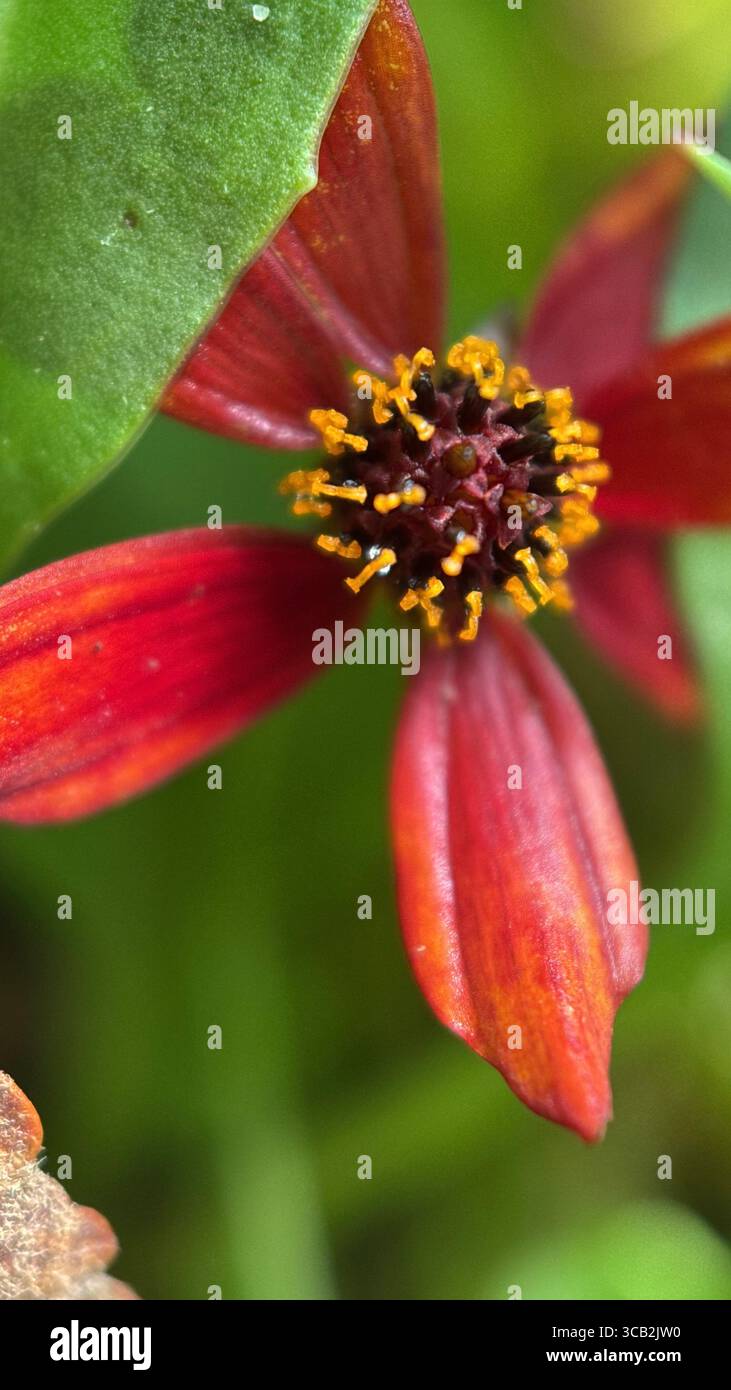 calliopsis red flower macro photography. - Smartphone Captured Stock Image