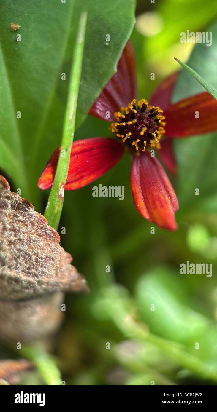 calliopsis red flower macro photography. - Smartphone Captured Stock Image