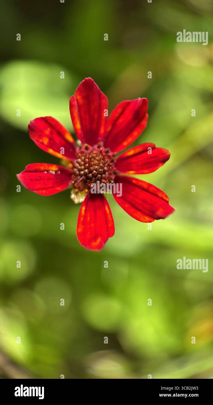 calliopsis red flower macro photography. - Smartphone Captured Stock Image