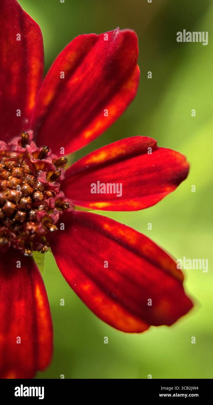 calliopsis red flower macro photography. - Smartphone Captured Stock Image