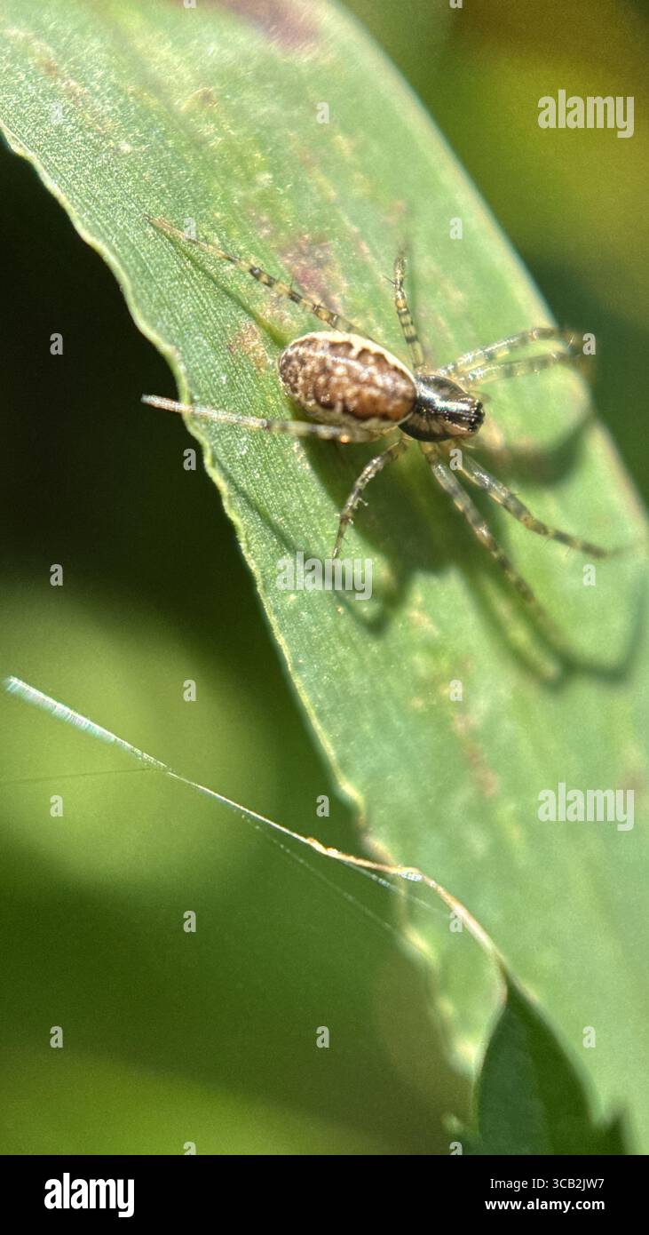 A close up of a Platform hammock spider. Macro photography - Smartphone Captured Stock Image