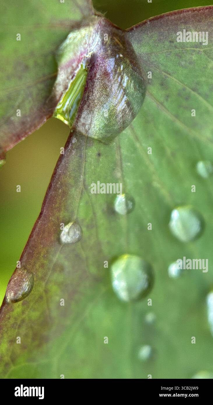 A close up of water droplets in the morning. Macro photography - Smartphone Captured Stock Image