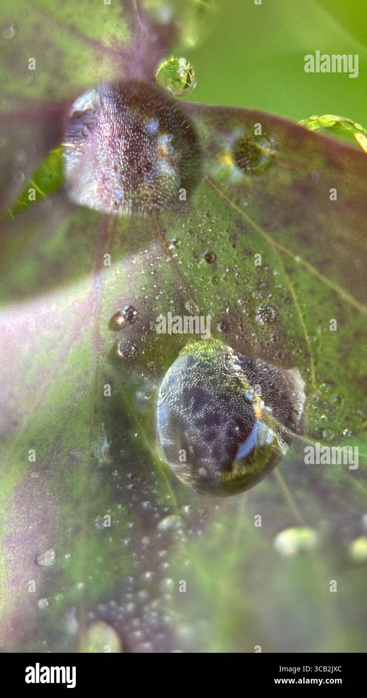 A close up of water droplets in the morning. Macro photography - Smartphone Captured Stock Image