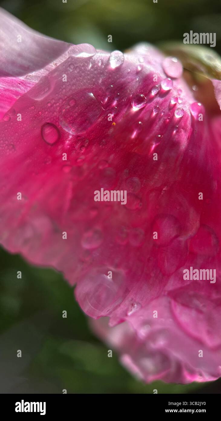 A close up of water droplets in the morning. Macro photography - Smartphone Captured Stock Image