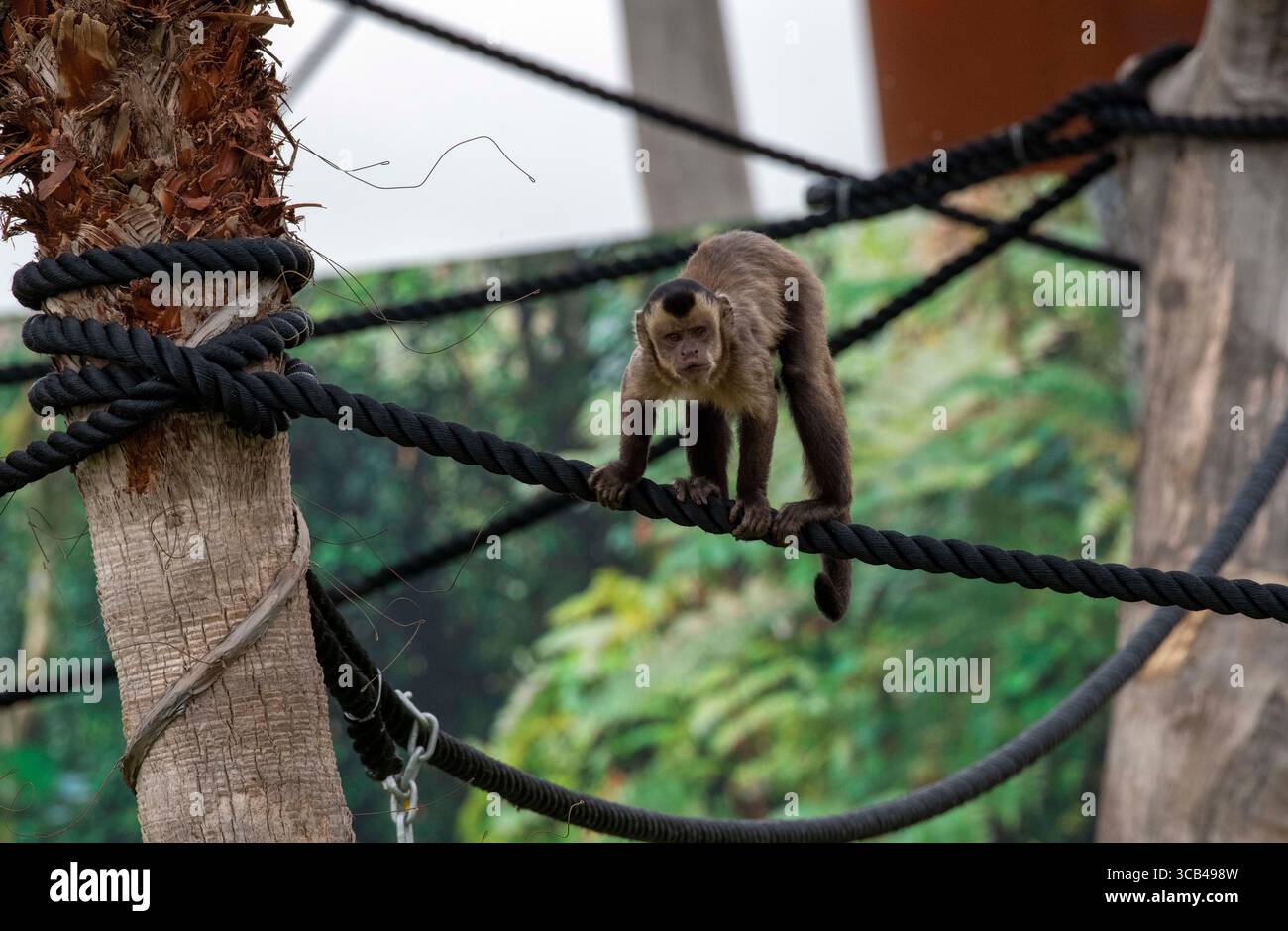 Eats fruit nuts and insects hi-res stock photography and images - Alamy